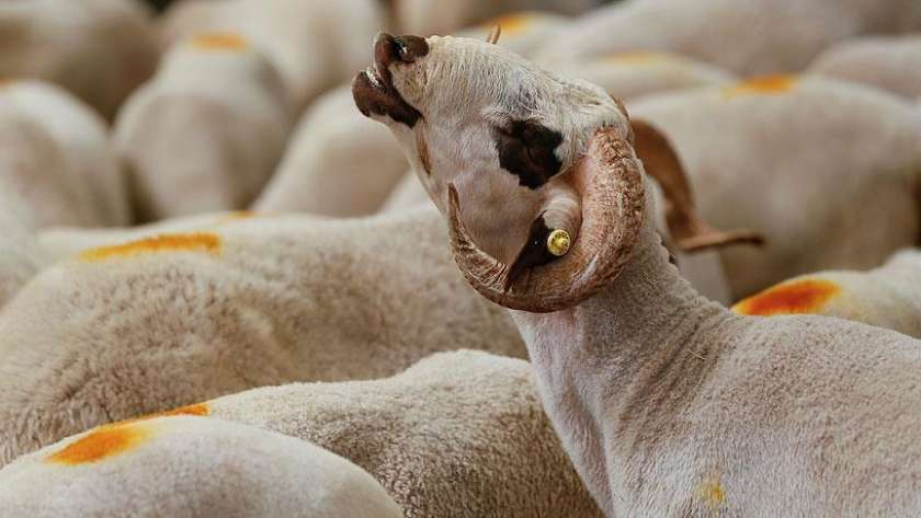 ما هي الشروط الواجب توافرها في الأضحية ؟