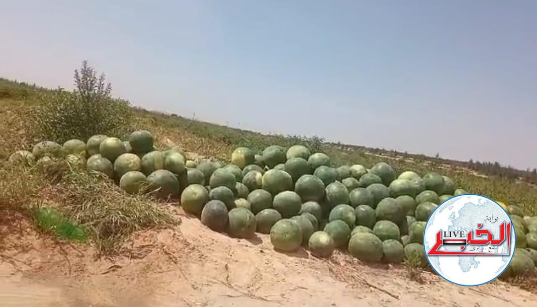 البطيخ من «الغيط» للبيت .. رحلة «طراوة» لفاكهة «حَمَار وحلاوة»
