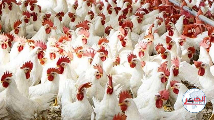 أسعار الدواجن البيضاء والحمراء الیوم الثلاثاء 1-8-2023 في الأسواق والمحلات