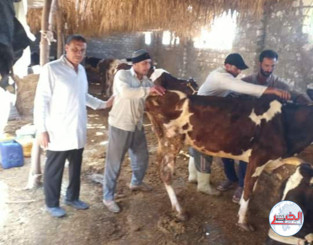 ضبط أكثر من 5 أطنان لحوم غير صالحة.. بالبحيرة