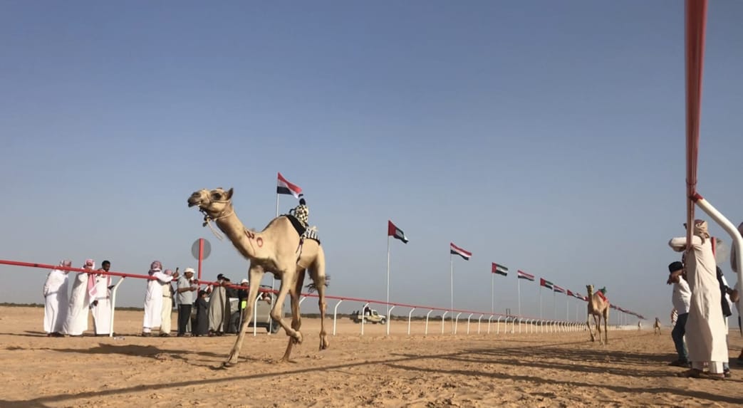 إنطلاق مهرجان سباقات الهجن..بالعلمين