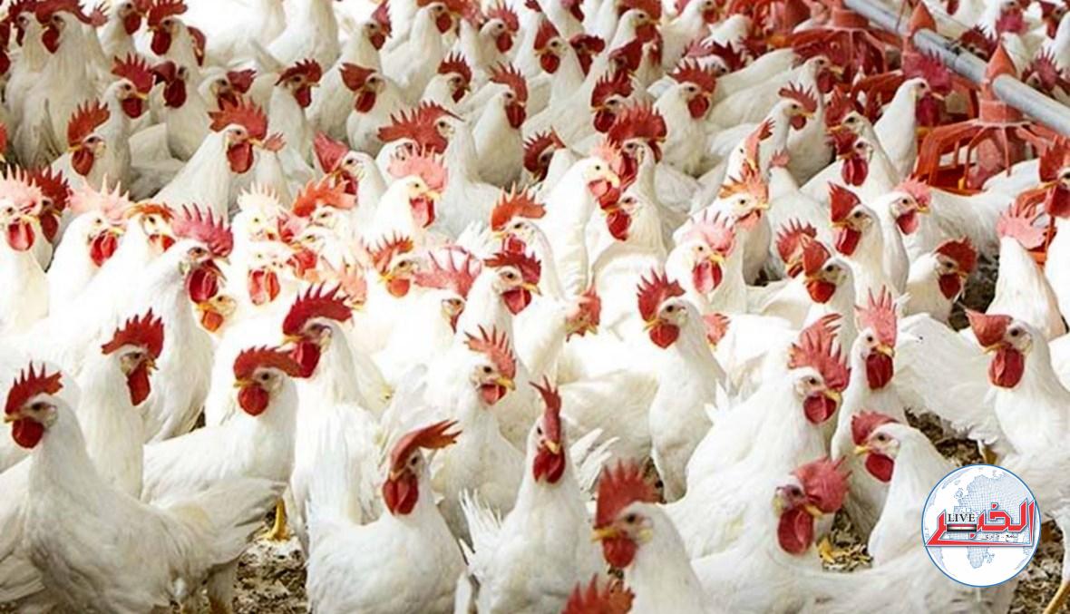 أسعار الدواجن اليوم الأحد 20-8-2023 في مصر