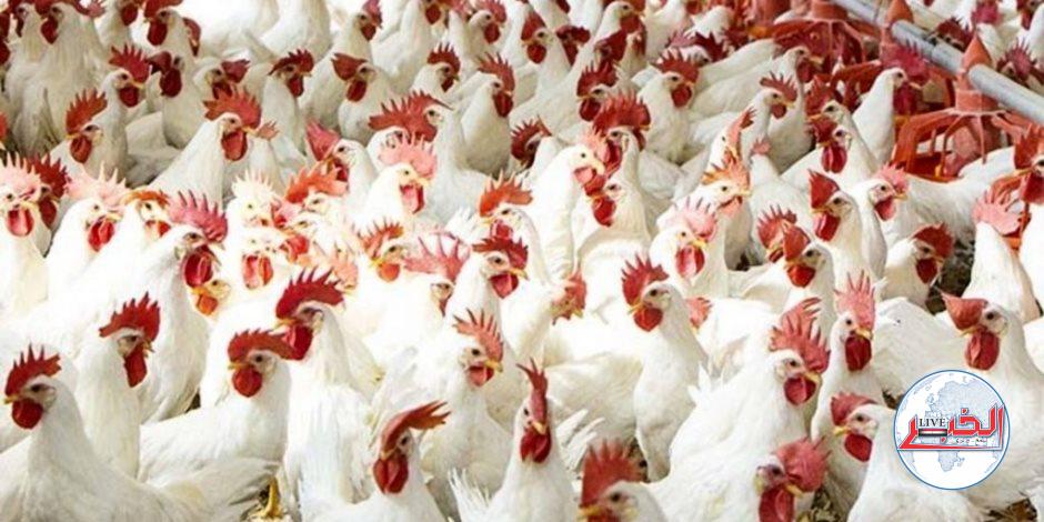 أسعار الدواجن اليوم الأحد 24-9-2023 في مصر