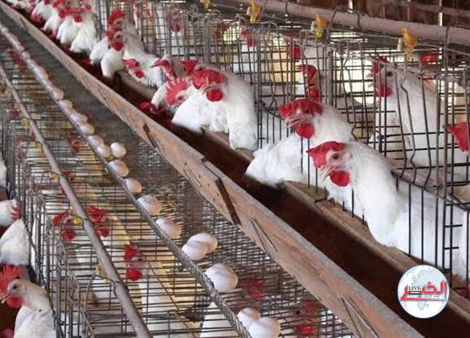 أسعار الدواجن والبيض اليوم الإثنين 18-9-2023 في مصر
