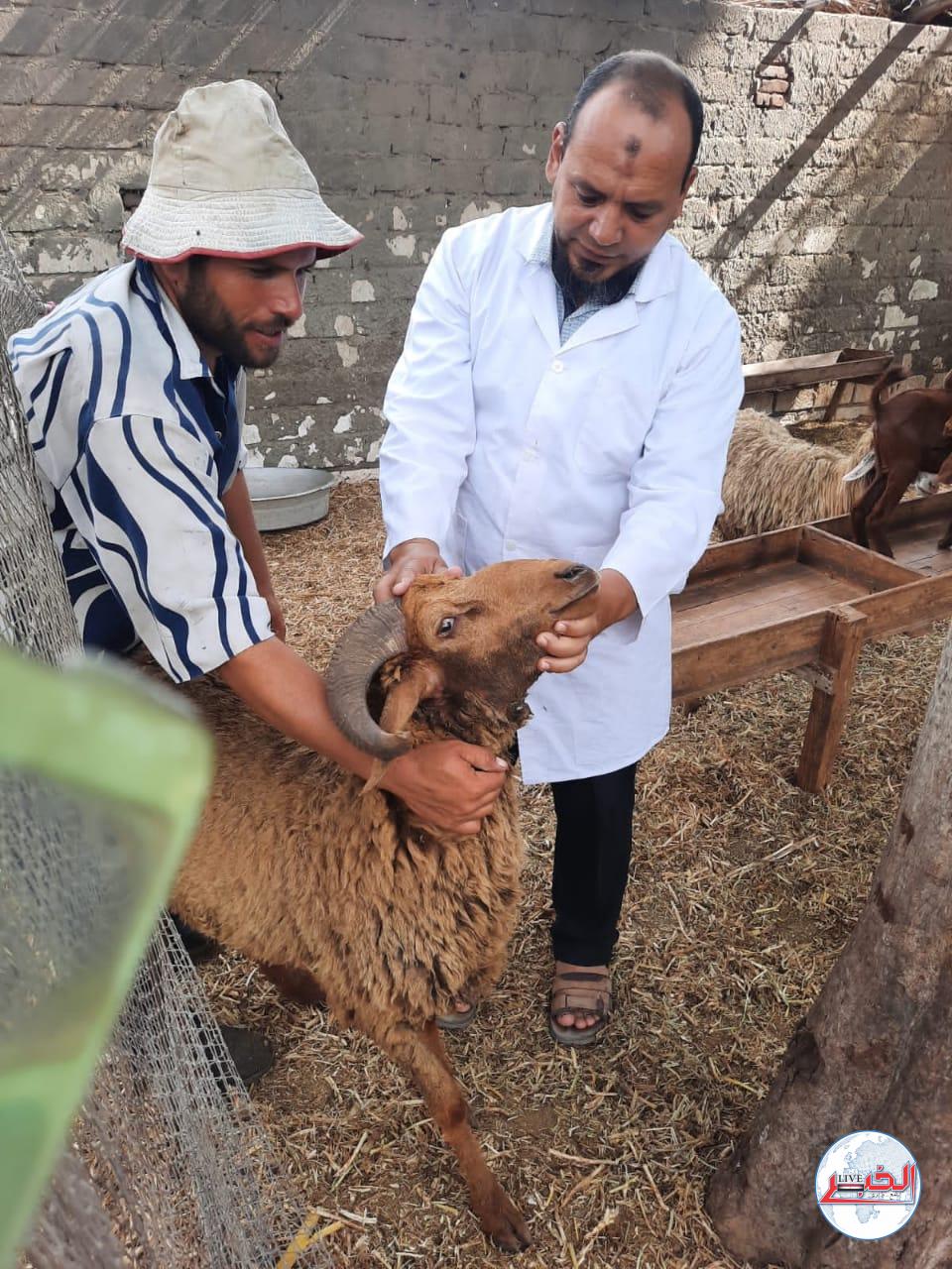 بيطرى البحيرة : تحصين 7500 رأس أغنام وماعز  ضد مرض طاعون المجترات الصغيرة