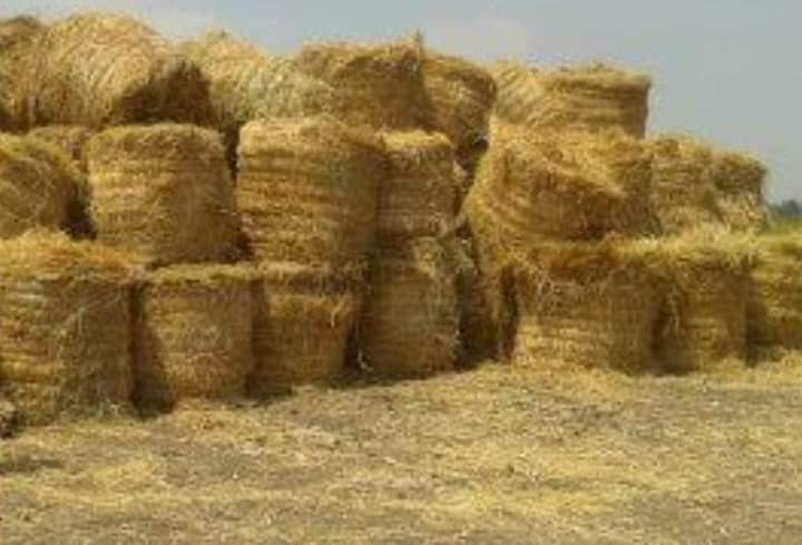 الزراعة :منظومة تدوير قش الأرز نجحت في جمع 1،733مليون طن - الخبر لايف