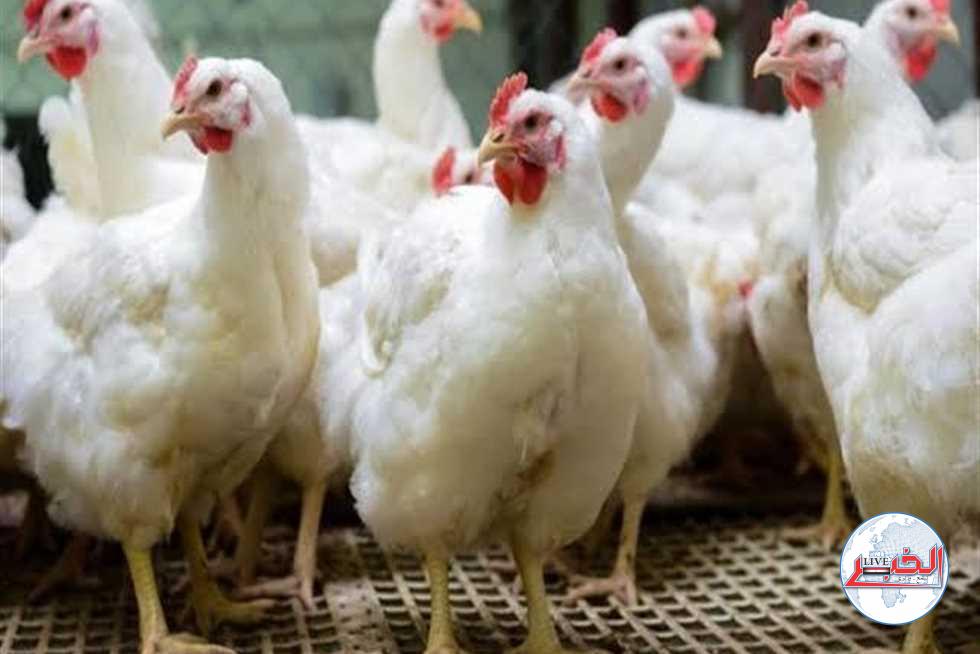 " الكيلو نزل 8 جنيهات".. أسعار الدواجن البيضاء والحمراء اليوم الأربعاء 22-11-2023