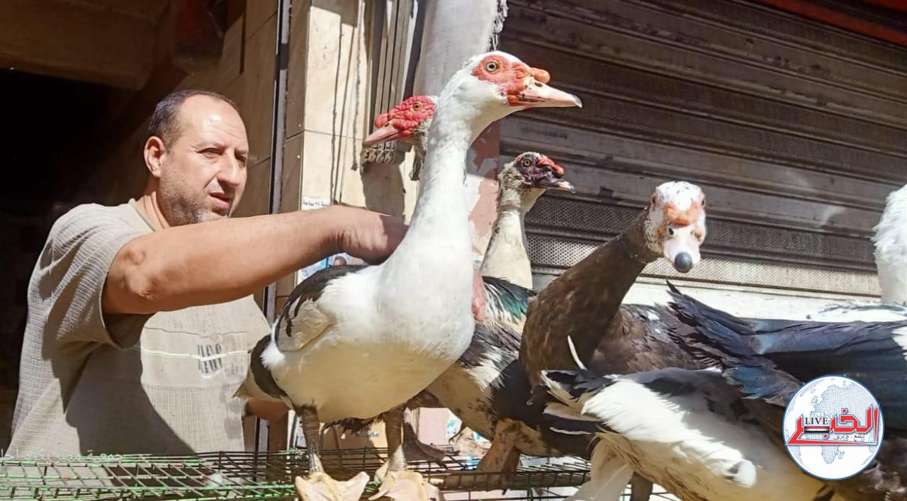 أسعار الدواجن اليوم: 75 جنيهاً للكيلو .. و50 جنيهاً لهذا الصنف