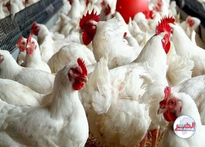 تراجع أسعار الدواجن اليوم الإثنين 11-12-2023 في مصر