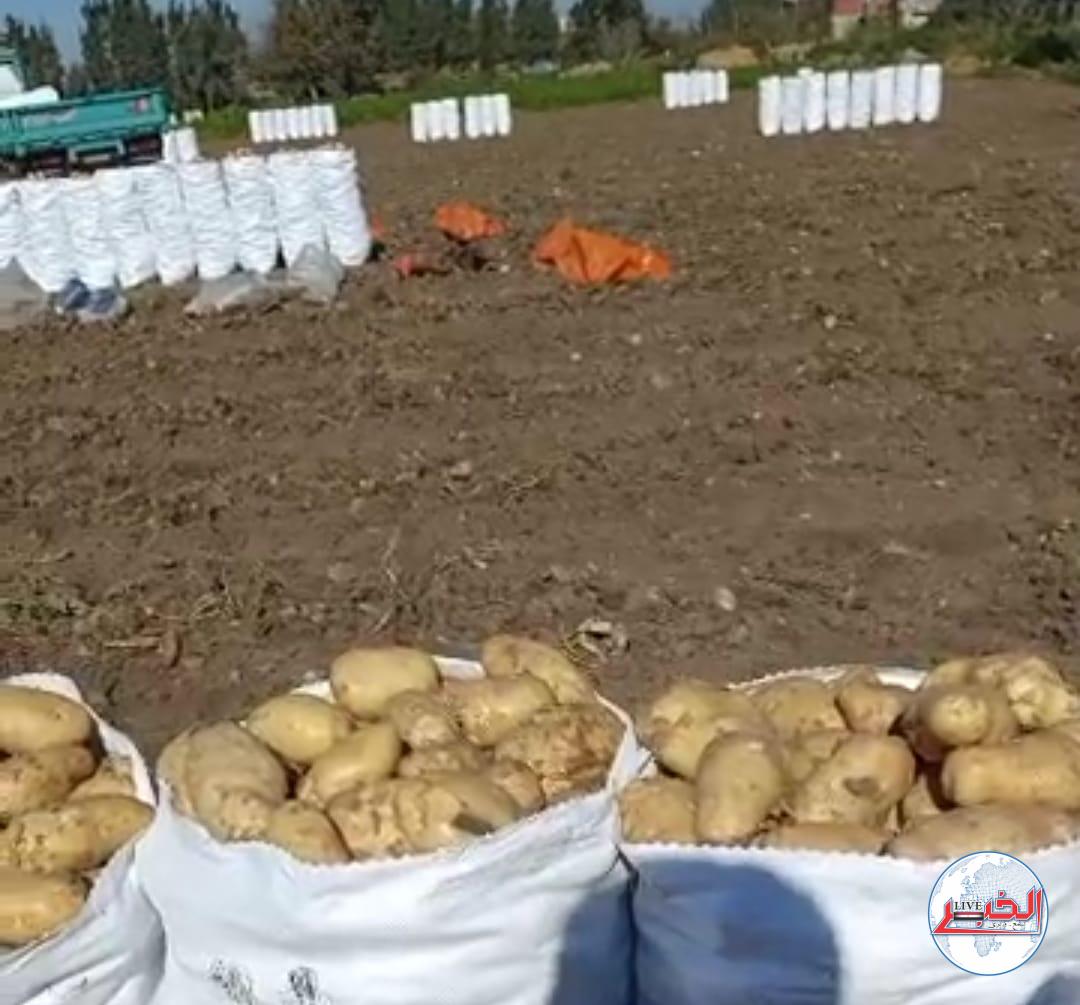 بدء حصاد العروة الشتوية للبطاطس .. في البحيرة