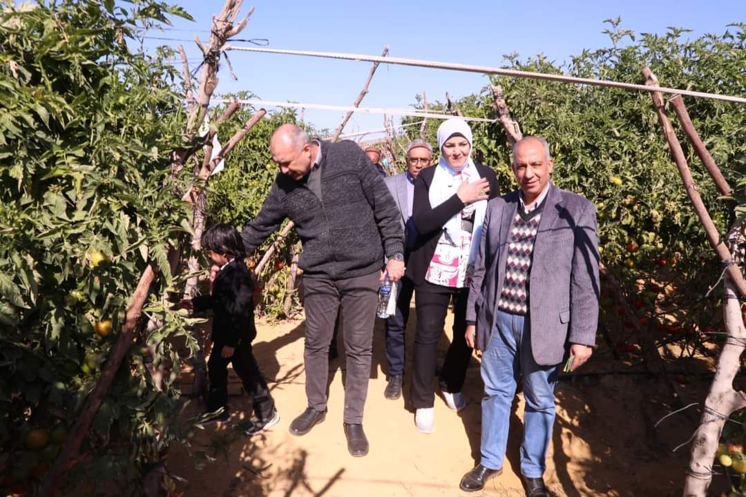 نجاح أصناف من هجن الطماطم السلكية..وانتاجيتها مبشرة