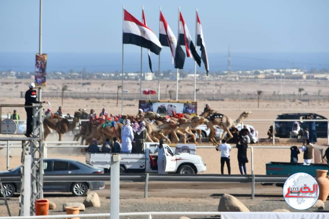 إنطلاق سباقات الهجن بمضمار شرم الشيخ العالمى