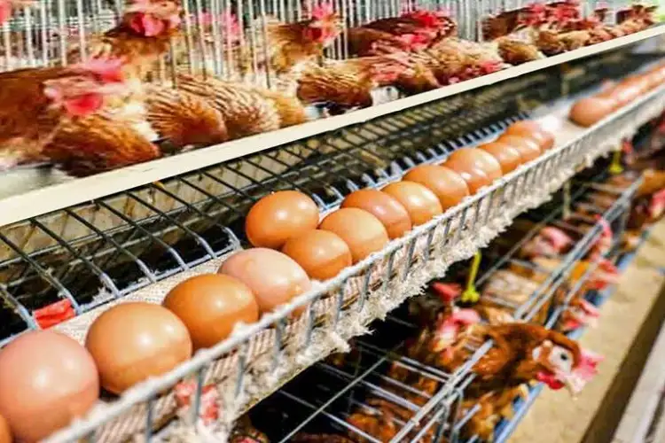 مفاجأة في أسعار الدواجن والبيض