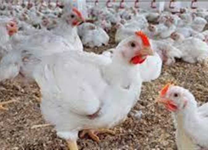 أسعار الدواجن اليوم السبت 24-2-2024 في المزراع والمحلات