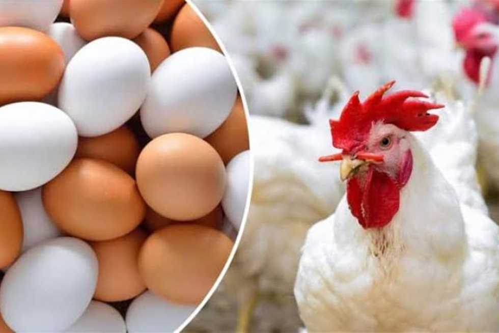 أسعار الدواجن والبيض اليوم الثلاثاء 6-2-2024 في المزارع والمحلات