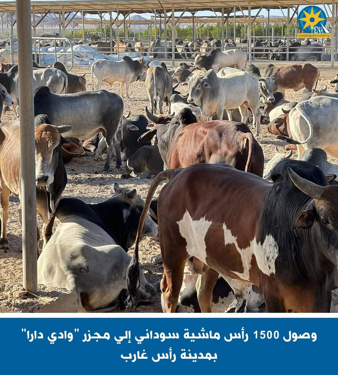 وصول 1500 رأس ماشية سودانى إلى مجزر "وادى دارا" برأس غارب
