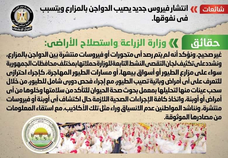الحكومة تنفى وجود فيروس يسبب نفوق الدواجن