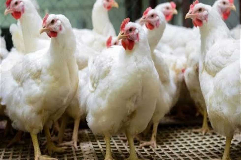 أسعار الدواجن والبيض اليوم الثلاثاء 9-4-2024 في مصر