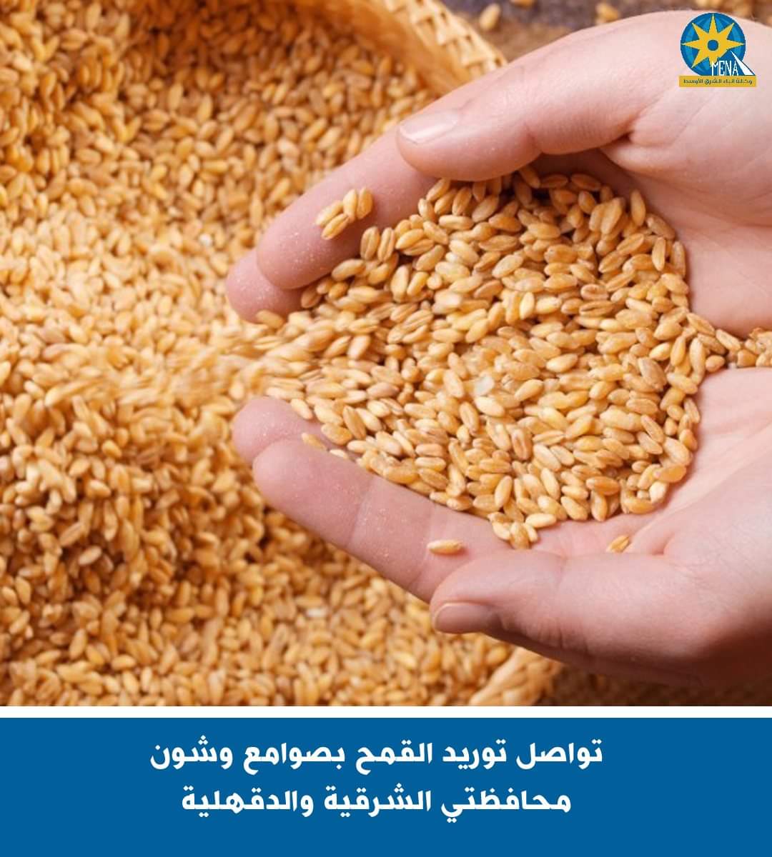 إستمرار توريد القمح بصوامع وشون  الشرقية والدقهلية