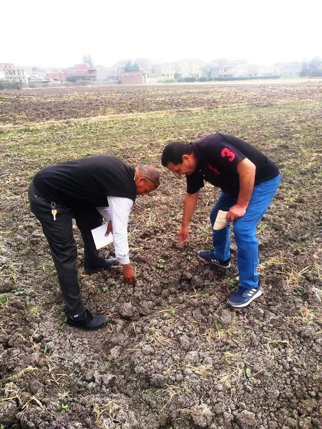 بدء زراعة محصول القطن في البحيرة.. صور