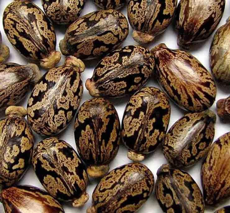 الكتان.. بذور سحرية لإعادة الشباب