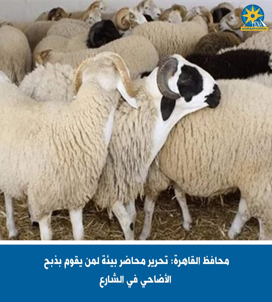 10 آلاف جنيه غرامة ذبح الأضحية فى شوارع القاهرة