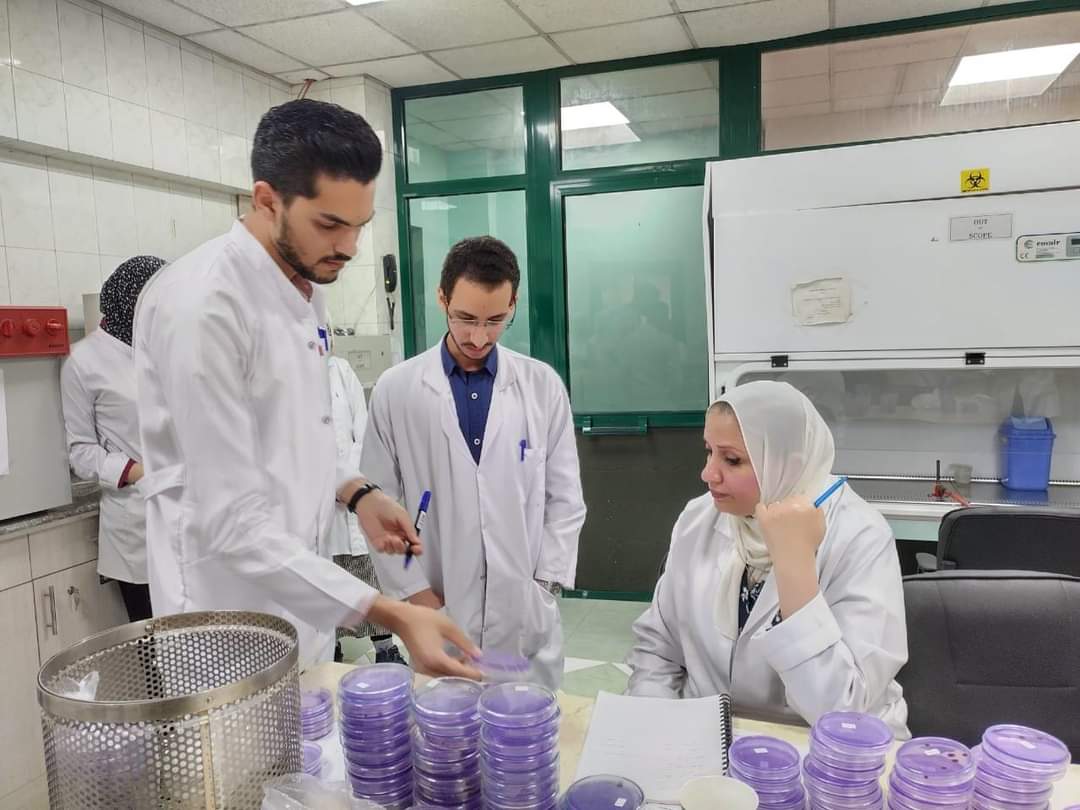 الزراعة": أكثر من مليون طن بطاطس تم فحصها منذ بداية الموسم بمعامل"مكافحة العفن البني" 
