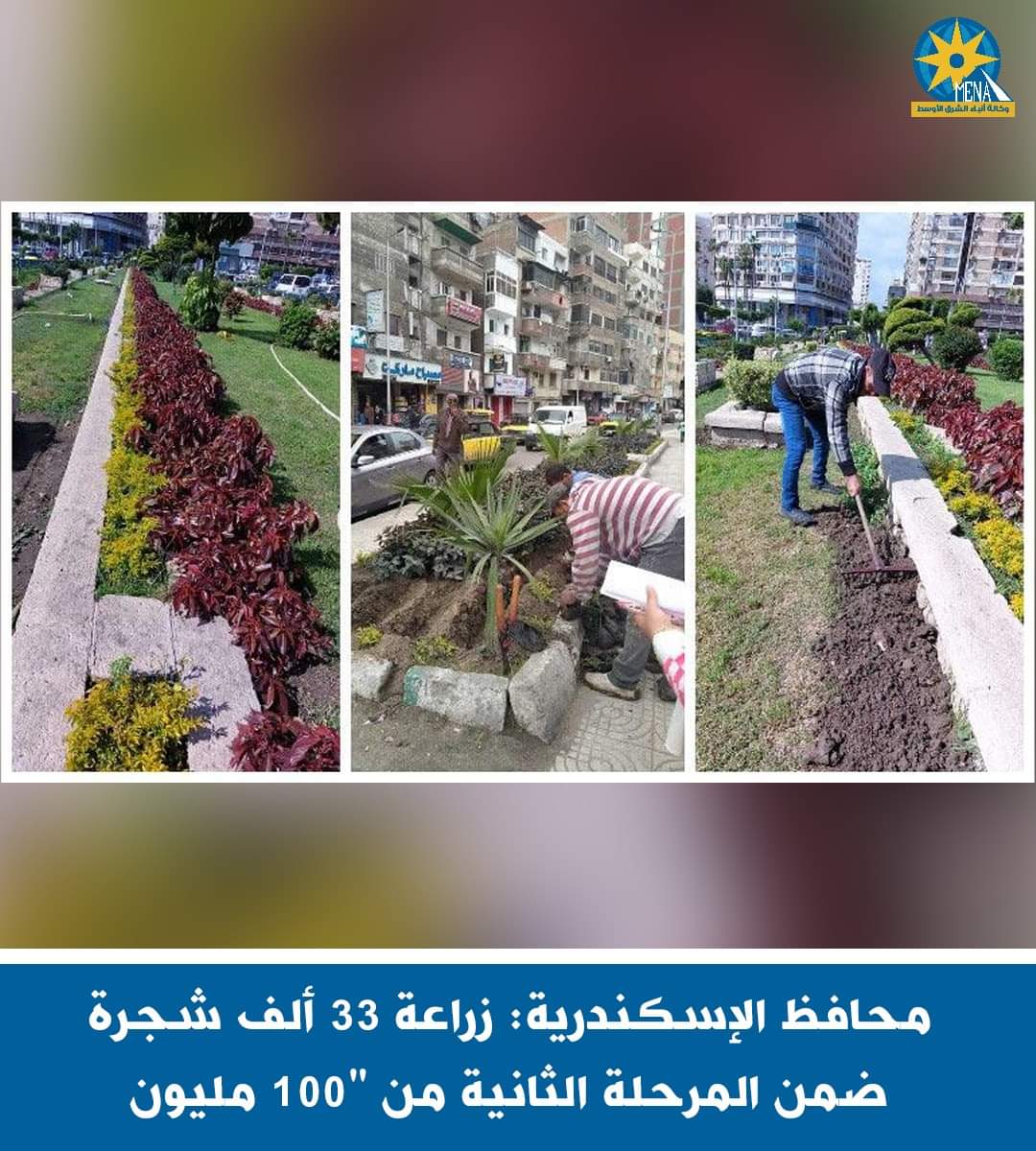 زراعة 60 ألف شجرة أحياء الإسكندرية