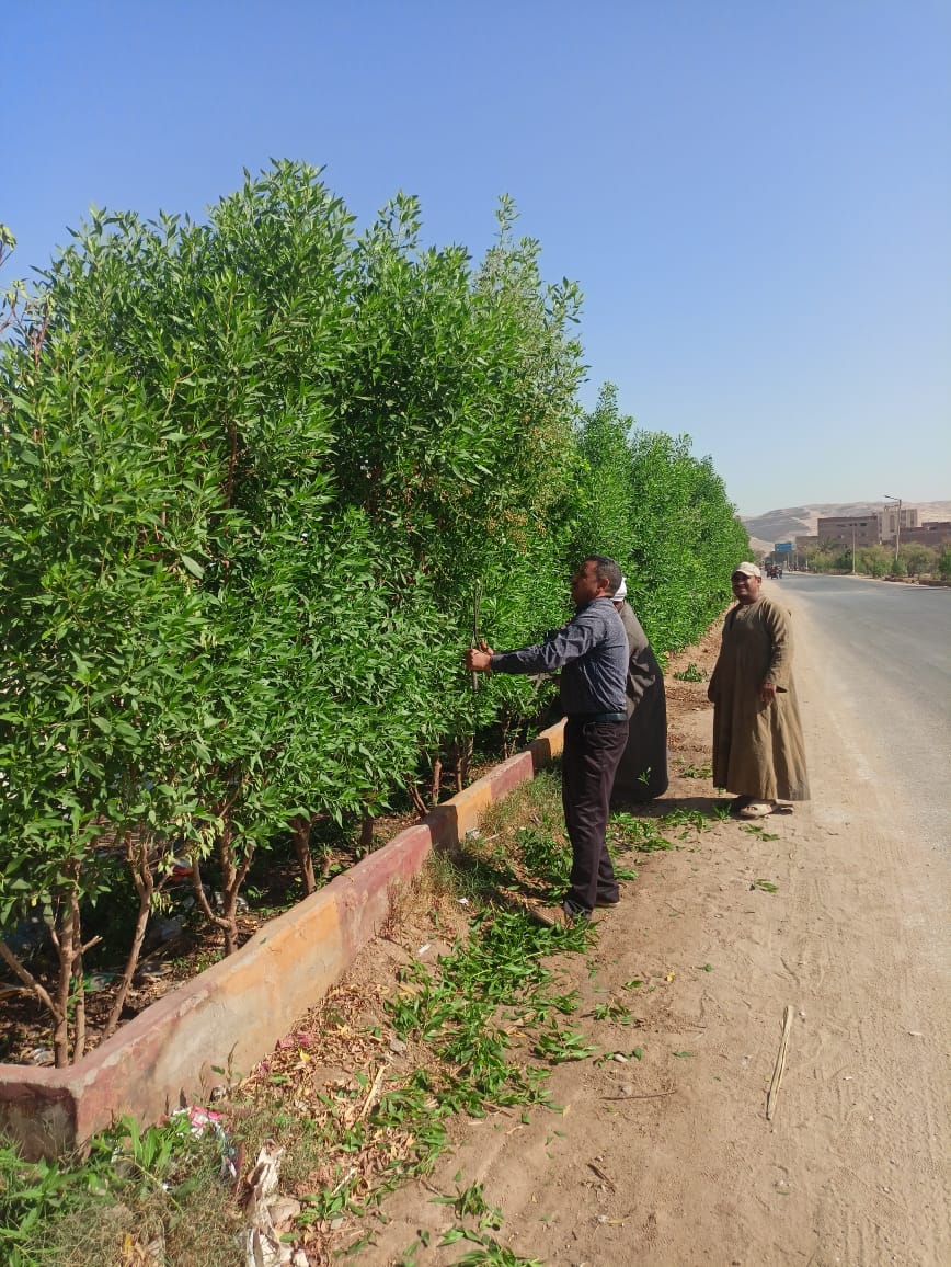 استمرار تشجير  وزراعة مسار رحلة العائلة المقدسة بأسيوط 