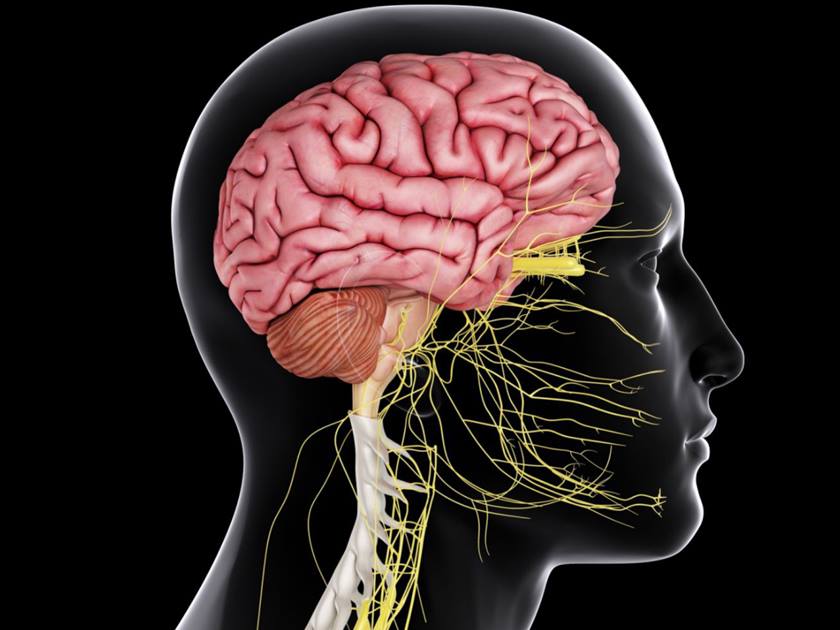 دراسة تؤكد أن الإجهاد يضعف قدرة الدماغ على أداء الوظائف الطبيعية
