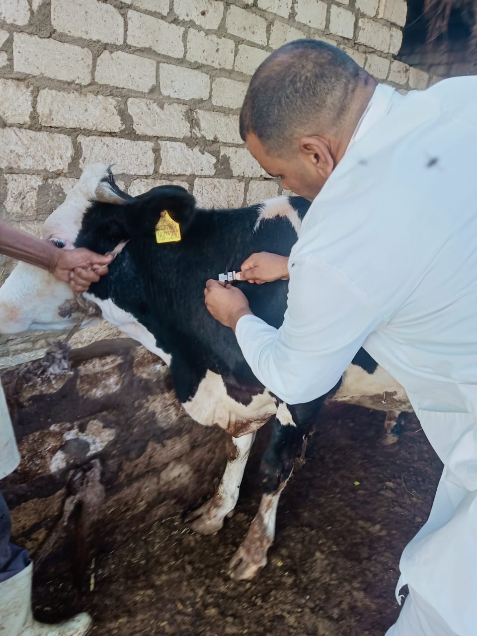 علاج 8895 رأس ماشية  .. في حملة للطب البيطري الأسبوع الماضي بالبحيرة