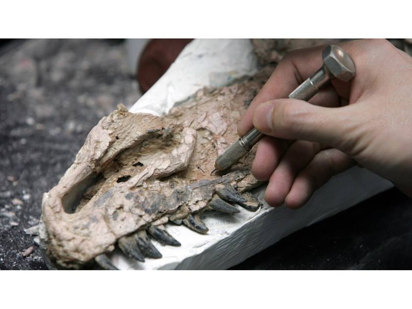 اكتشاف العينة «الأكثر اكتمالاً» لديناصور .. في ولاية «مسيسيبي» الأمريكية.