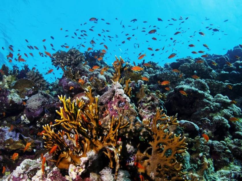 هل يتباطأ نمو الشعاب المرجانية .. في البحر الأحمر ؟