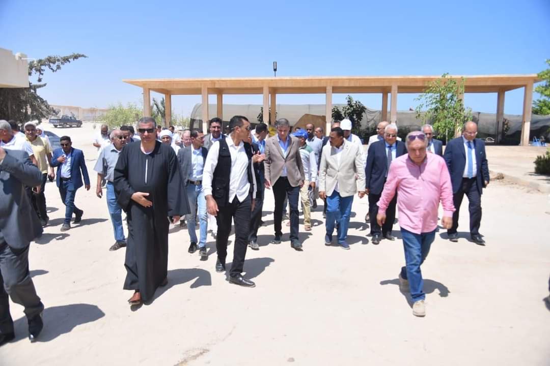 توزيع 50 ألف شتلة زيتون و 120 "كبش برقى" على المزراعين والمربين مجانا بمطروح