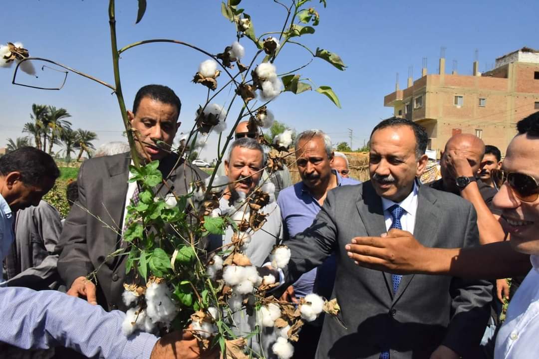 محافظ أسيوط يفتتح موسم جنى القطن
