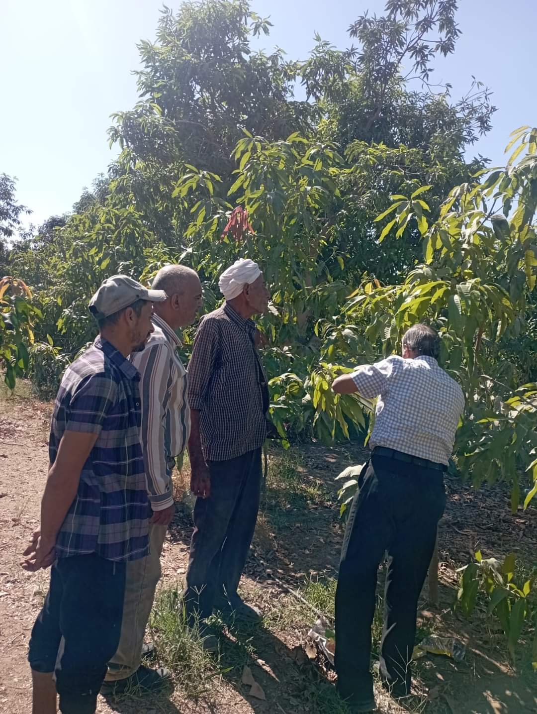 معاك في الغيط.. المركزية للارشاد الزراعي" تواصل توعية المزارعين بالمحافظات حول ممارسات زراعة القمح - الخبر لايف