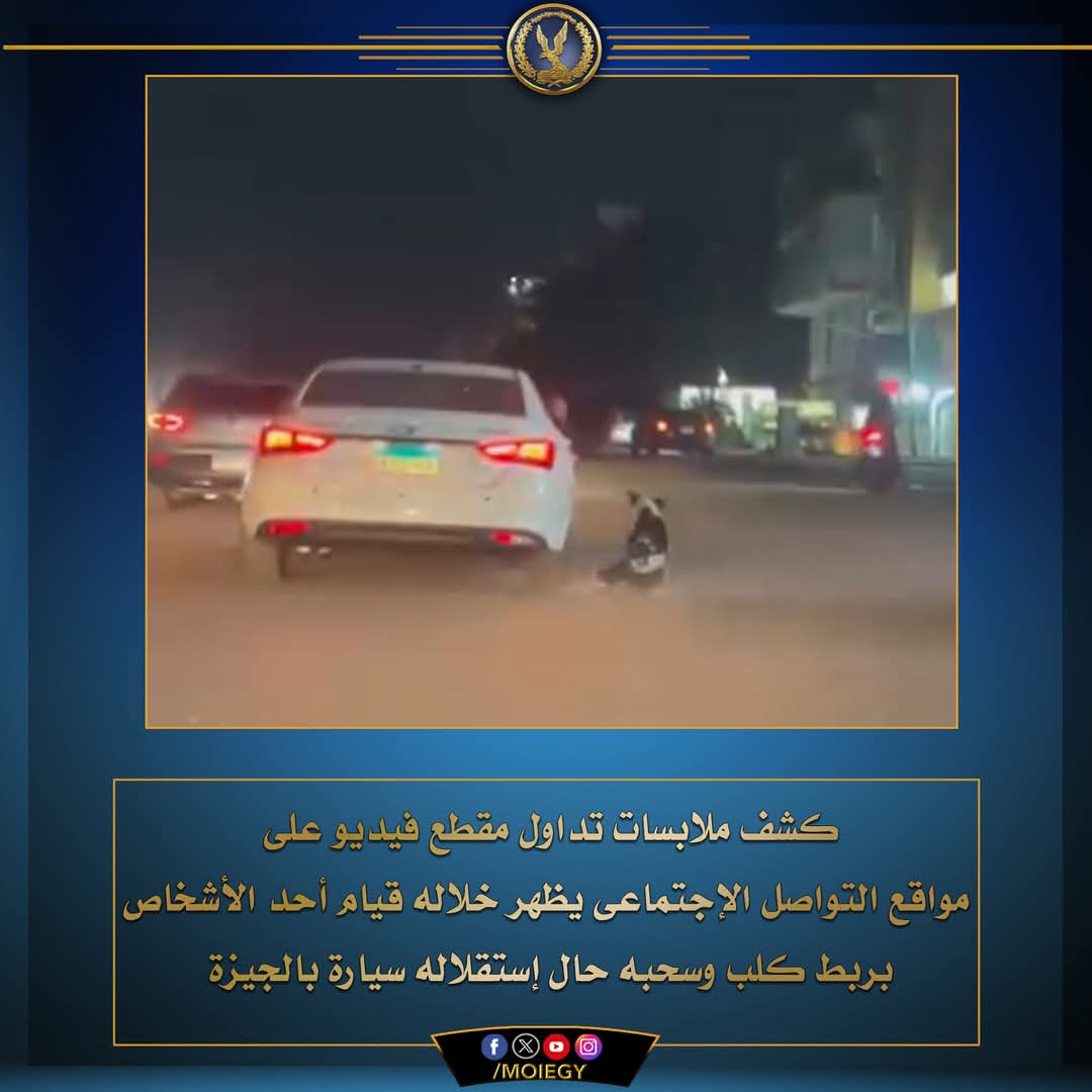 كشف واقعة الكلب الضال - الخبر لايف