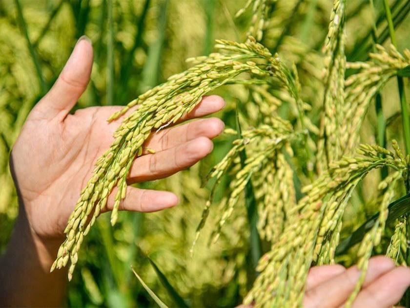 باحثون صينيون .. يرسمون خريطة لتحسين الجينات الوراثية للأرز البري