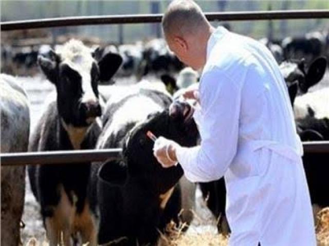 اليوم ... الفيوم تطلق حملة شاملة لتحصين 137 ألف رأس ماشية  ضد الأمراض الوبائية