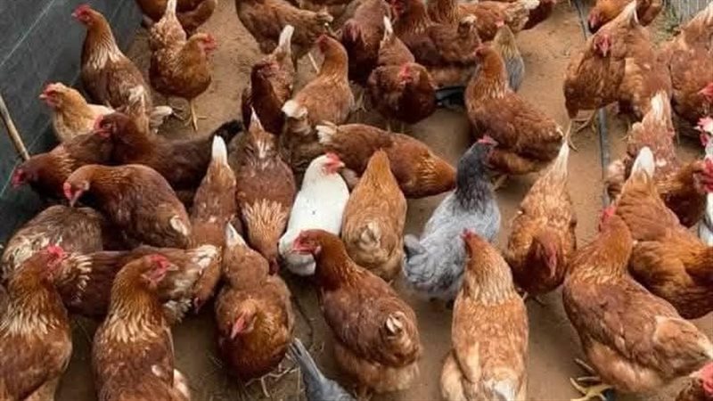 أسعار الفراخ اليوم السبت في بورصة الدواجن