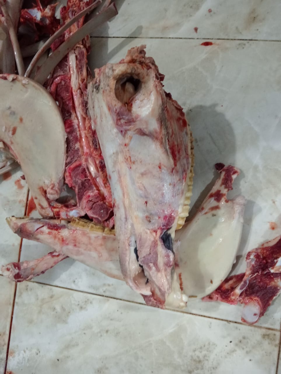 ضبط حصان مذبوح قبل بيعه للمواطنين ببني سويف