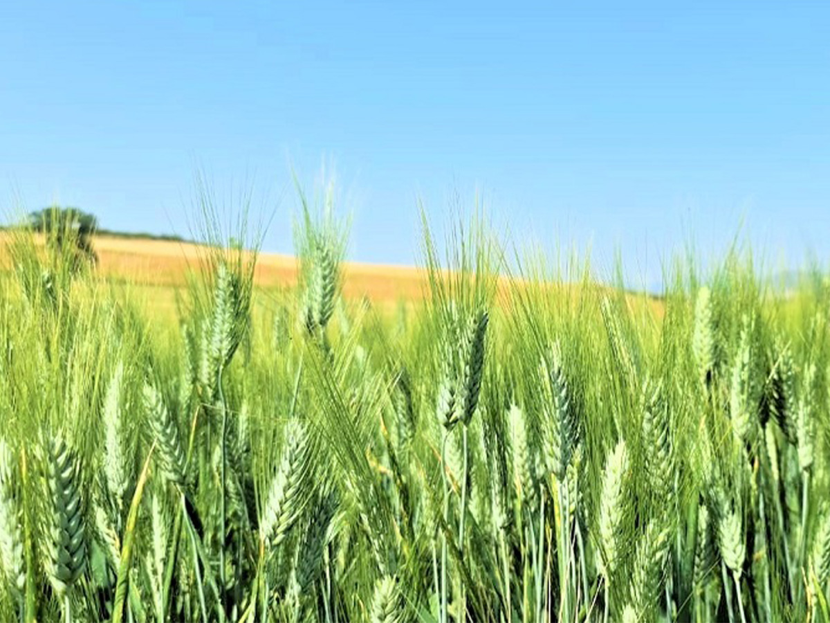 خبراء روس يبتكرون مستحضرا .. يسرّع نمو محاصيل الحبوب