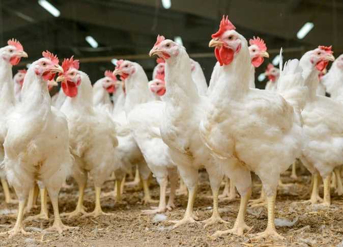 أسعار الدواجن في البورصة اليوم السبت 22 فبراير