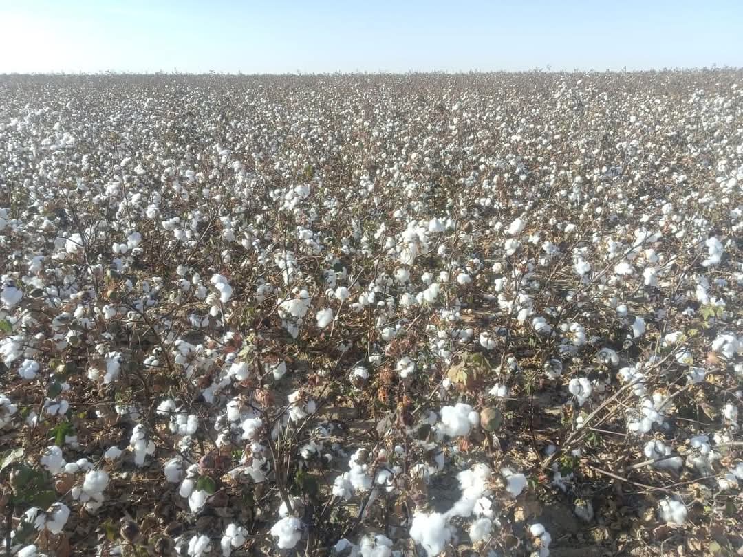 حصاد قطن شرق العينات..وشيمى: نستهدف توفير مدخلات الإنتاج محليًا لمصانع الغزل والنسيج