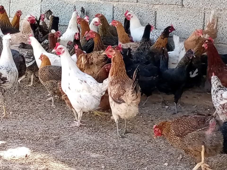 بورصة الدواجن .. أسعار الفراخ البيضاء اليوم الأحد 2 فبراير