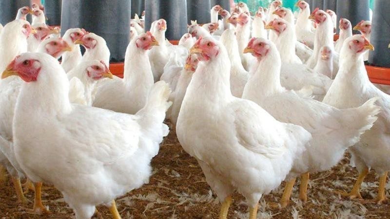 أسعار الفراخ البيضاء اليوم الاثنين 3 فبراير