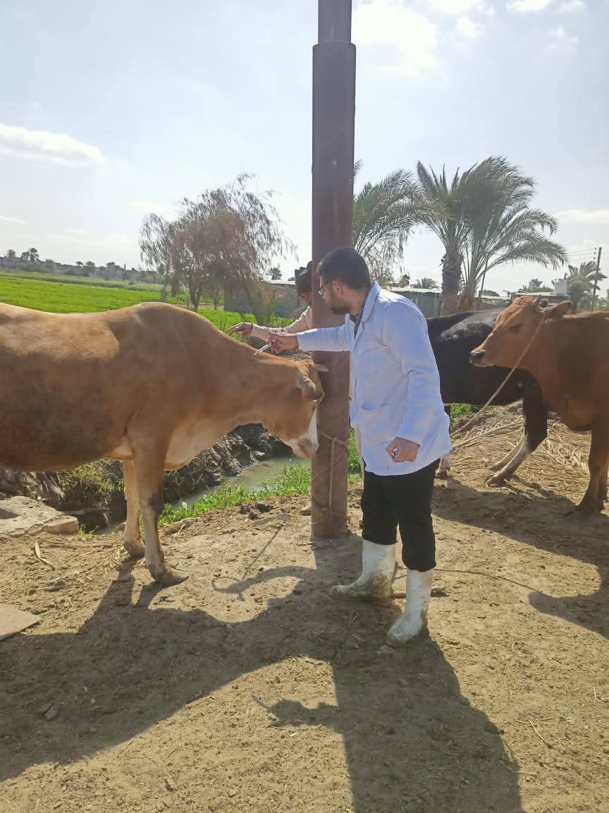 جهود مكثفة لمديرية الطب البيطري بالفيوم ... تحصين أكثر من 98 الف رأس ماشية