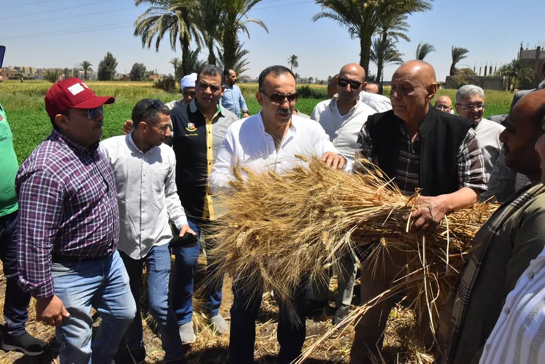 حصاد الأمل في درنكة: انطلاق موسم القمح بمحافظة أسيوط وسط دعم حكومي واسع للمزارعين