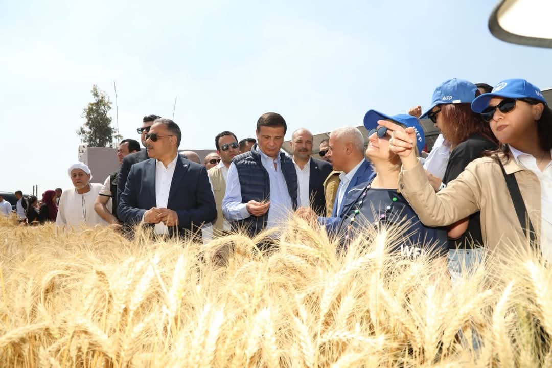 وزير الزراعة يفتتح موسم حصاد القمح.. بالشرقية