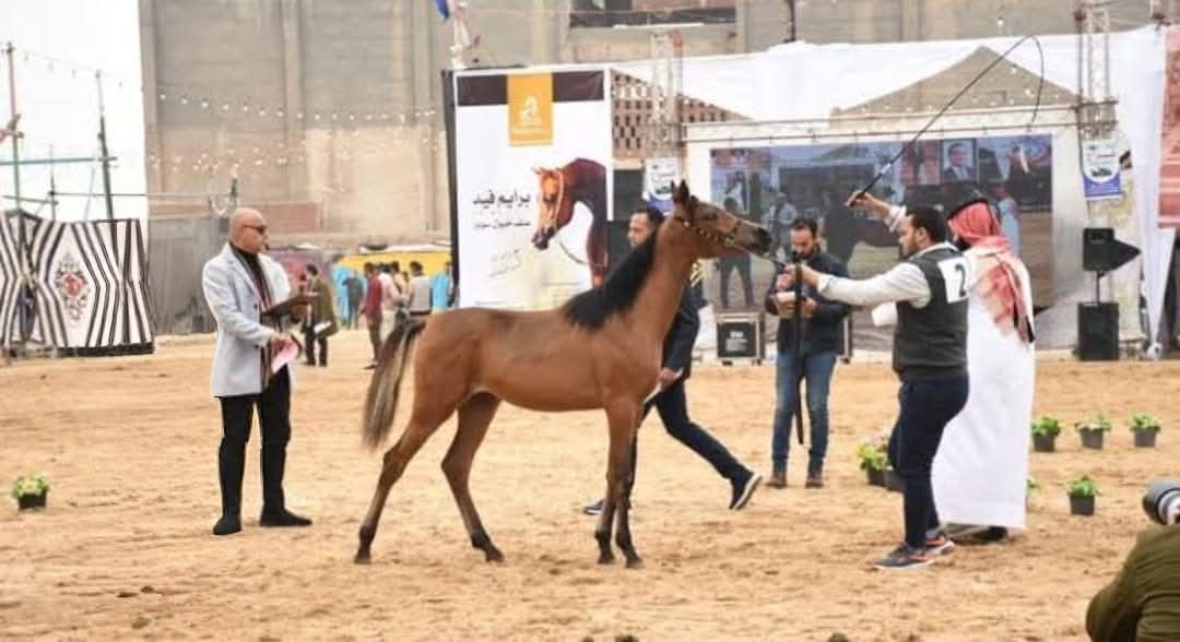 الزهراء للخيول العربية.. محطة لإنشاء صرح عالمى بالعاصمة الإدارية 